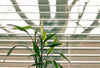 The top of a green leafy plant in front of a window with open blinds.